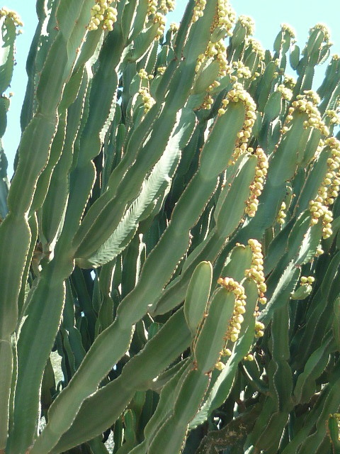 Euphorbia candelabrum 1-p10286