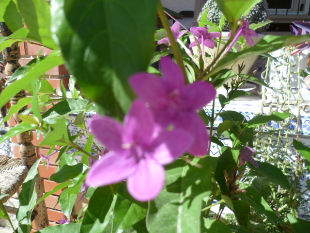 Pseuderanthemum laxiflorum 1-p10926