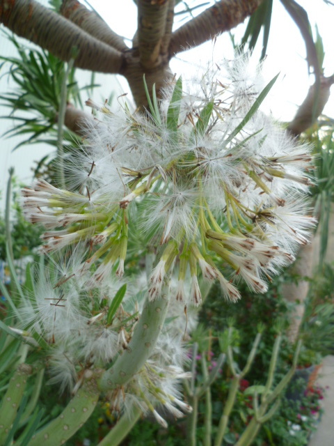 Kleinia neriifolia (= Senecio kleinia) 1-p10960