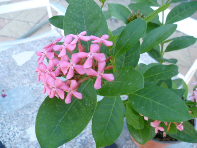 ixora - Ixora [Identification] 1-p10968