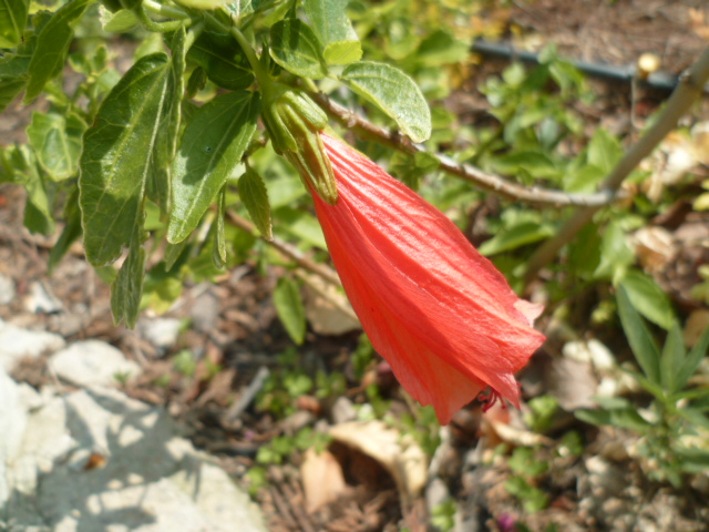 *malvavi* - Malvaviscus arboreus - hibiscus piment, hibiscus dormant P1100225