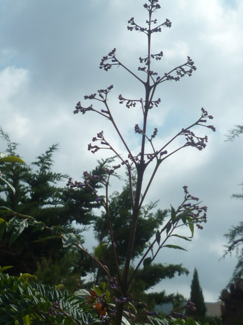 Jacaranda mimosifolia - Page 3 P1100237