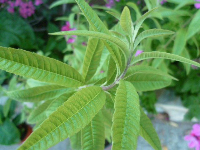 Aloysia citriodora (= Lippia citriodora) - verveine citronnelle P1100344