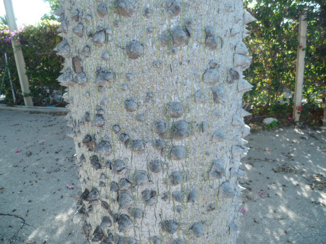 Ceiba speciosa (= Chorisia speciosa) - Page 3 P1110222