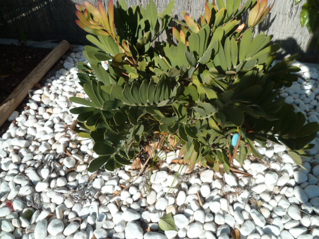 Zamia furfuracea P1110225