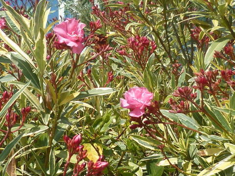 Nerium Oleander Laurier Rose Page 3