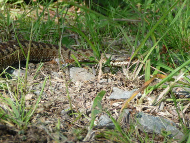 herping du 6 mai 2009 - premières vipères de l'année pour moi. P1010214