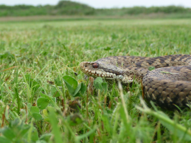 herping du 13 mai 2009 - vipères péliades P1010410