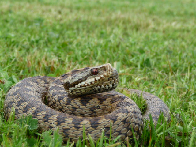 herping du 13 mai 2009 - vipères péliades P1010412