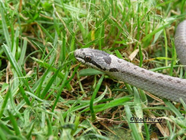 Herping du 16 mai - Coronelle là ! P1010714