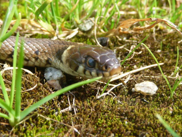 Herping du 20 au 22 mai 2009 - Sud Loire P1010720