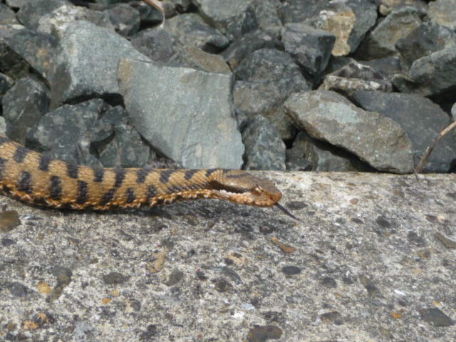 Herping du 20 au 22 mai 2009 - Sud Loire P1010814