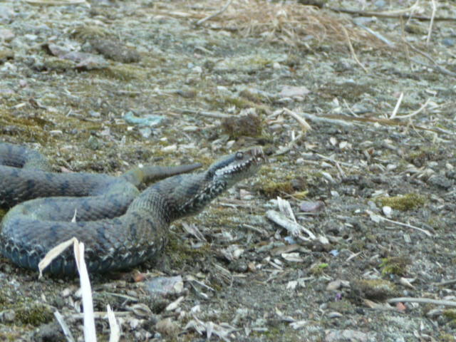 Herping du 20 au 22 mai 2009 - Sud Loire P1010910