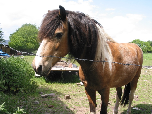 chevaux de nina 101-0112