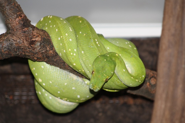 Green Tree Python ... Mâle Yapen - Page 2 Img_1915