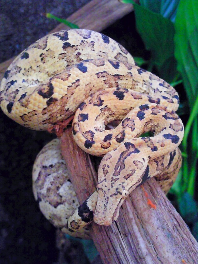 New Guinea tree boa - Page 2 Photo016