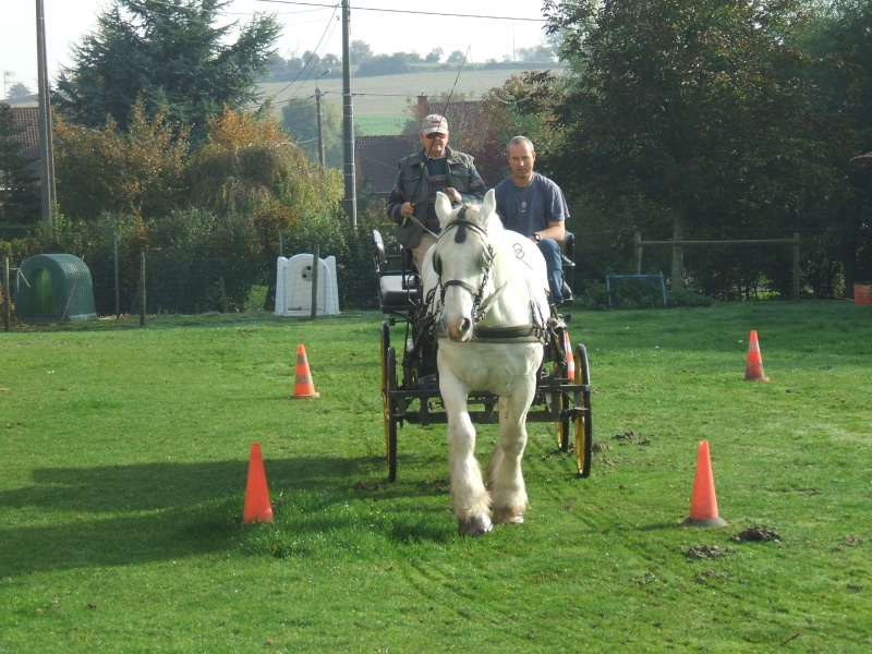 les chevaux boulonnais par papycheval Dscf7815