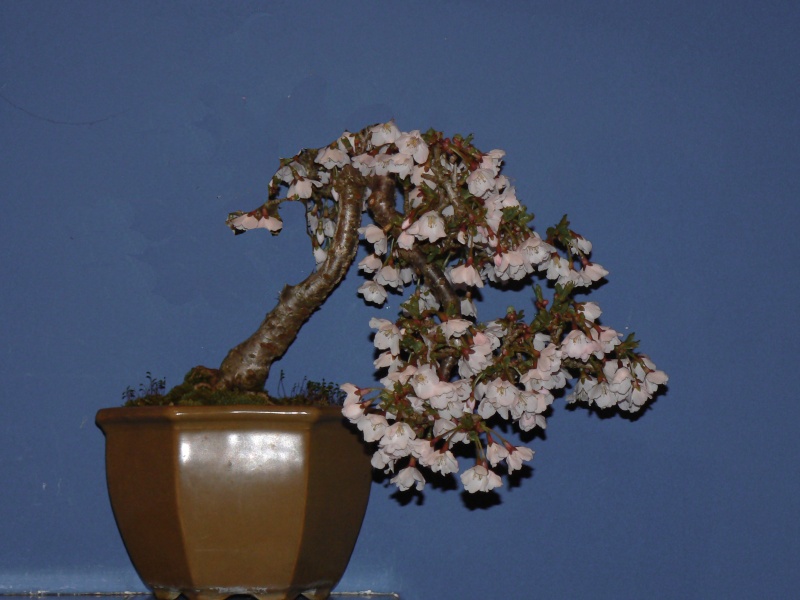 Fuji Cherry (Prunus incisa Kojo-no-mai) P1030411