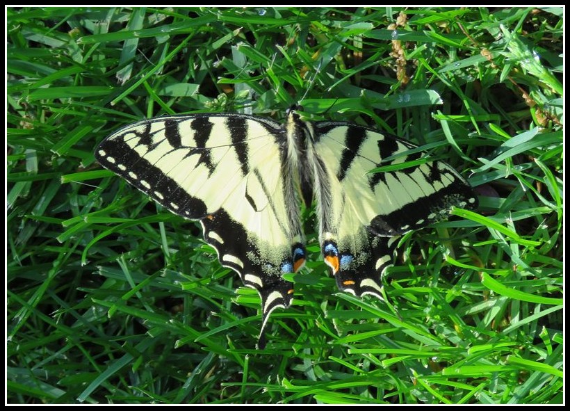 Papillon tigré du Canada 31-05-10