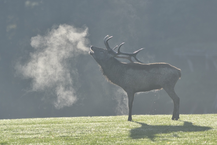 Brame du cerf - Parc sue Ste Croix - 1er octobre 2017 2017-111