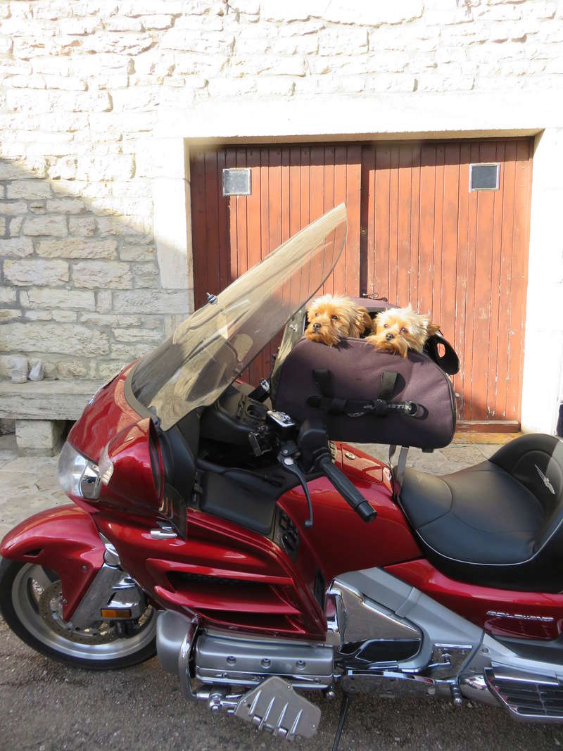 Transport Chien et Goldwing - Page 2 Img_0121