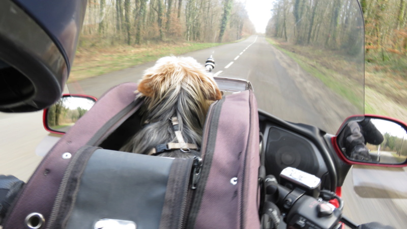 Transport Chien et Goldwing - Page 2 Img_0123