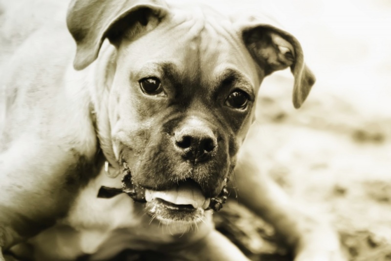 un lien vers de magnifiques photos de chiens gang!!!!! a voir absolument! Boxer-10