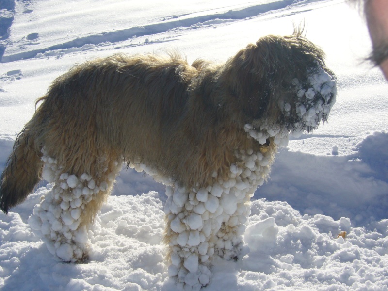 pattes de chien et neige.....attention! P1030710