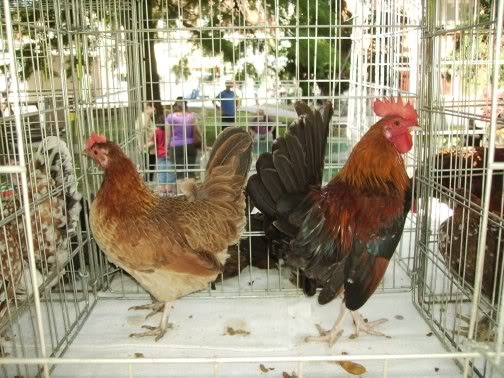 Poules Naines Croates 1_poul12