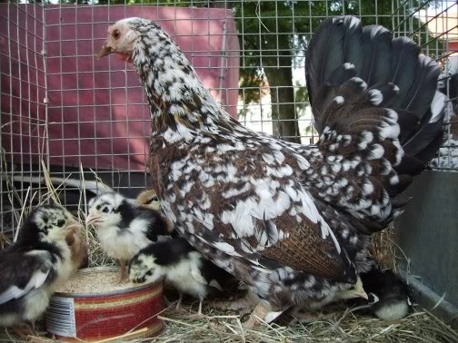Poules Naines Croates 3_poul11