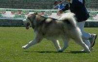 nome cucciola malamute - Pagina 2 Cessot11