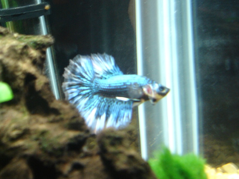 My betta Fish_011