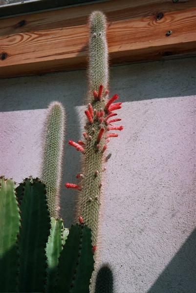 fleurs de cactus! _19_0110