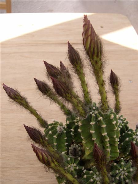 fleurs de cactus! Dscn4620
