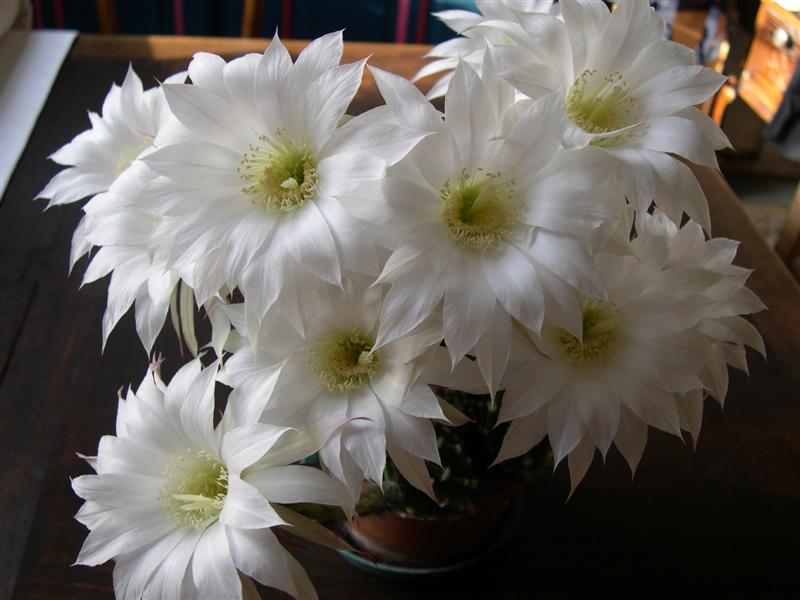 fleurs de cactus! Dscn4624