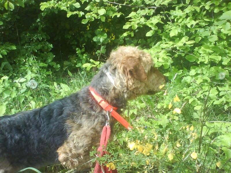 BENJI superbe airedale terrier 3 ans dans le 37 Dsc00725