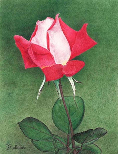 Rose  Rose_115