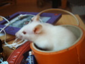 [recherche] photo de rat pour projet de bac - Page 3 Img00110