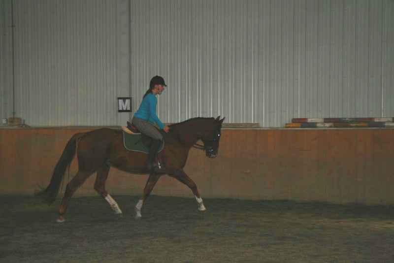 6 y/o CWHBA hunter/jumper/dressage - ready to do what you want Bright10