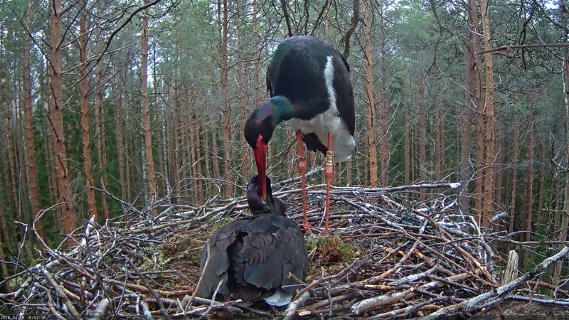 2019 BLACK STORK NEST - Page 2 Vlcsn104