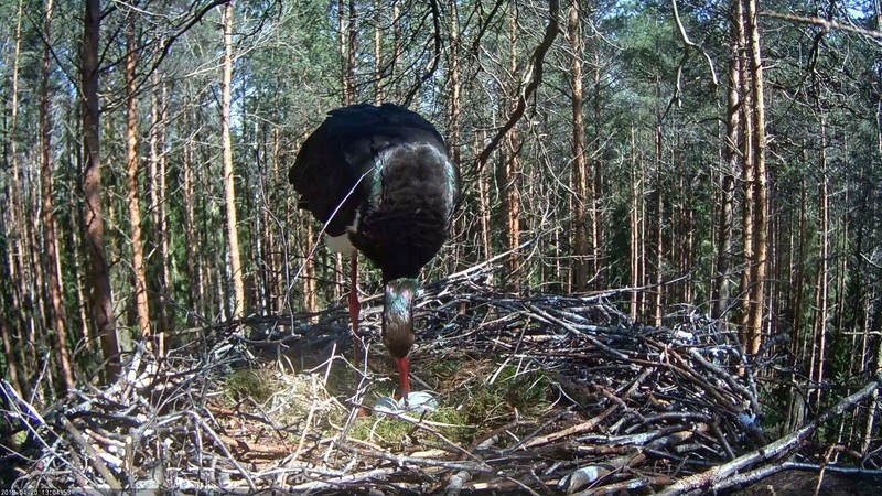 2019 BLACK STORK NEST - Page 2 Vlcsn108