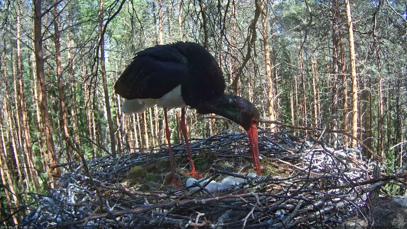 2019 BLACK STORK NEST - Page 2 Vlcsn125