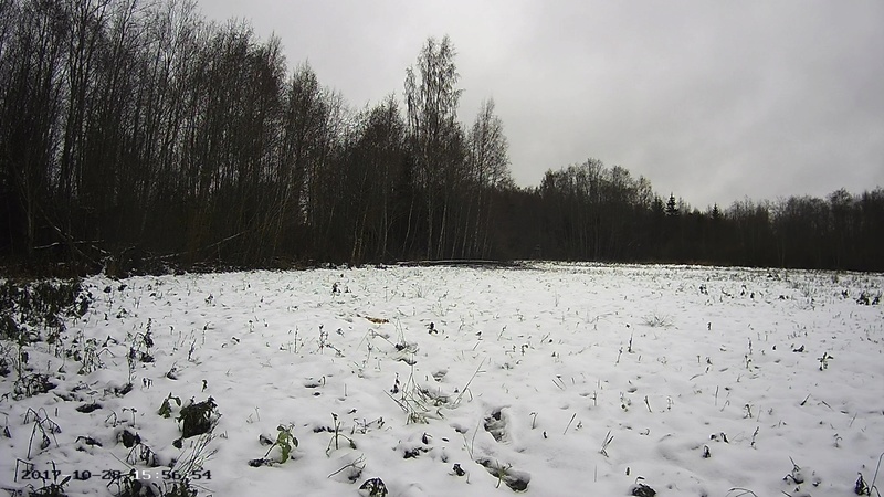 Roe deer cam in Viljandimaa Vlcsna10