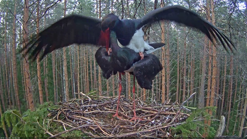 2019 BLACK STORK NEST Vlcsna98