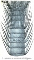 Cosmogonie mosaïque. Fig_3110