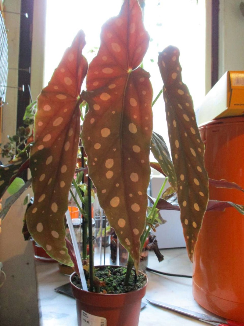 begonia maculata wightii Macula10