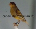 canari de magellan R4 de 2016 0210