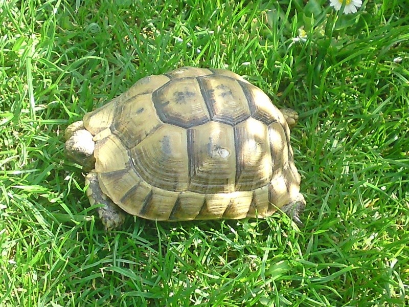 Identification tortue terrestre P11-0414