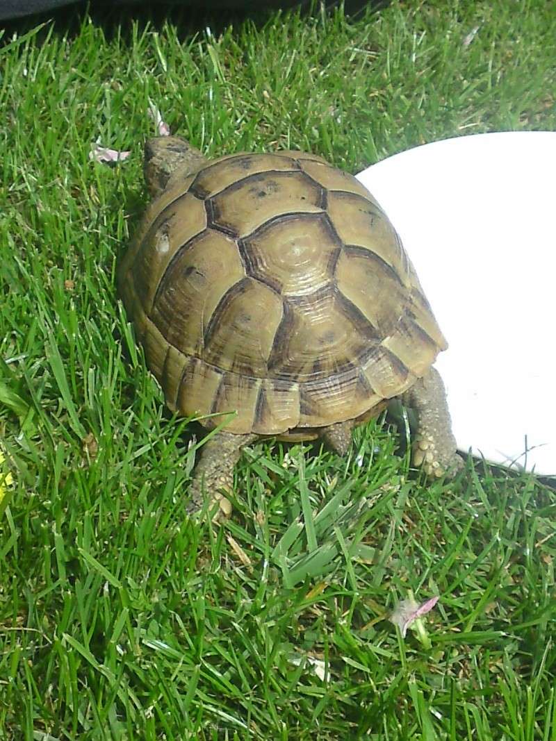 Identification tortue terrestre P23-0413