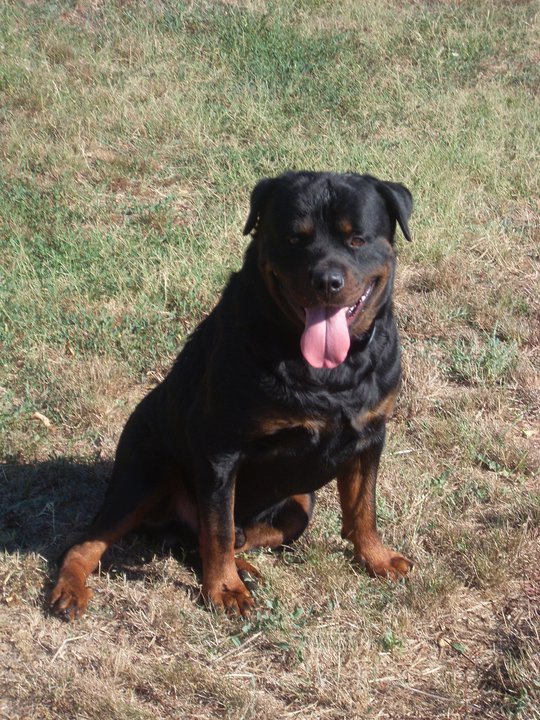 rott de 3ans et demi a placer urgent arrivee d 1 dexieme enfant... Kaiser10